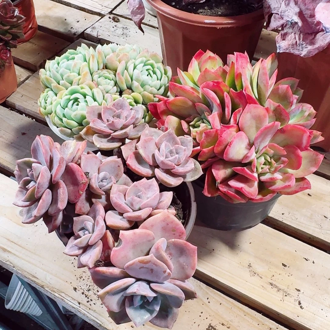 租三绮罗贝瑞彩虹糖