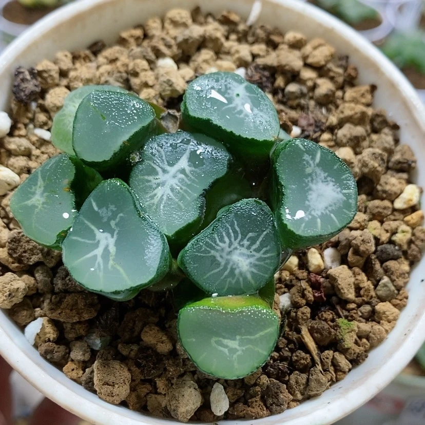 【闪购商品】106大宝