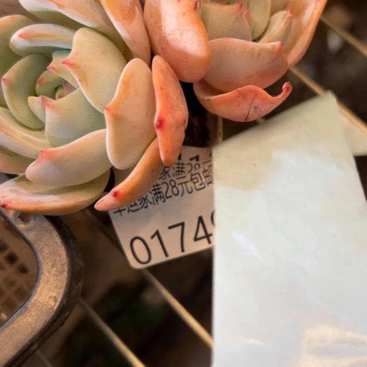 幸运儿是一位非常优秀且非常