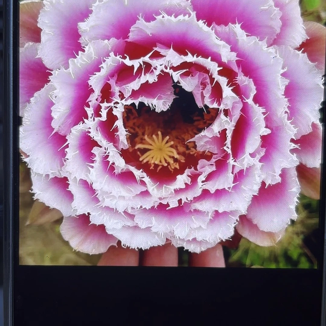 芸儿彩5公分20包邮57
