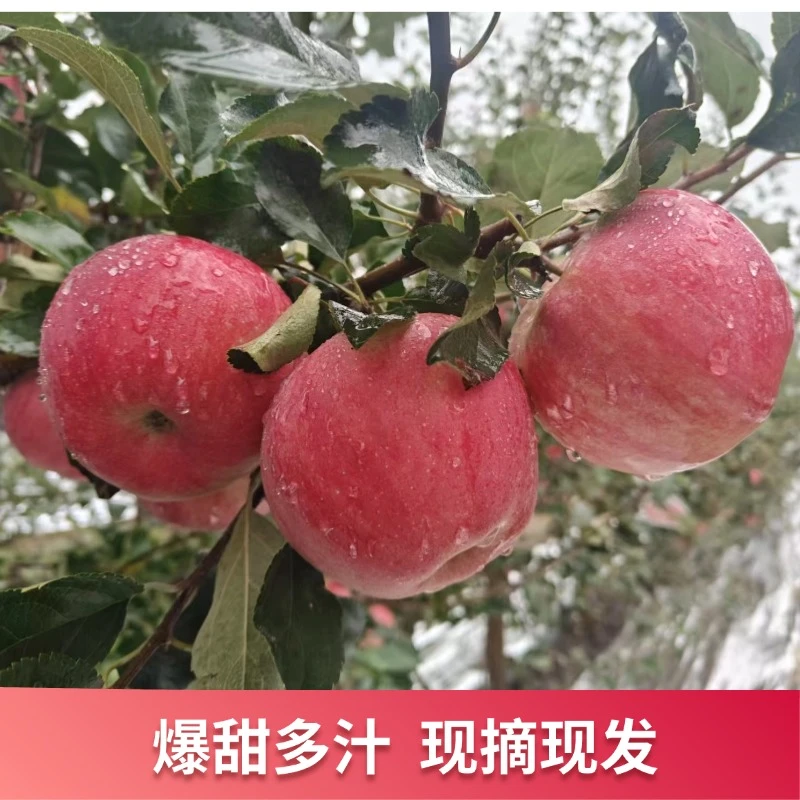 陕西瑞阳有机苹果当季脆甜 9枚礼盒装