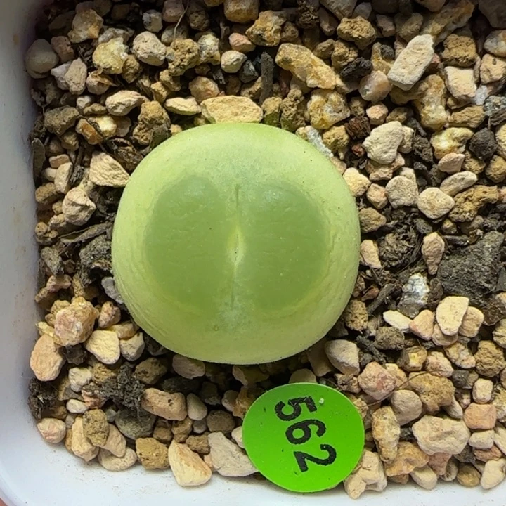 拉登2cm多肉植物562