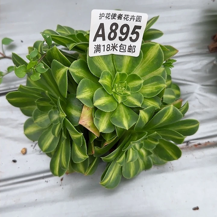 多肉法师翡翠琉璃