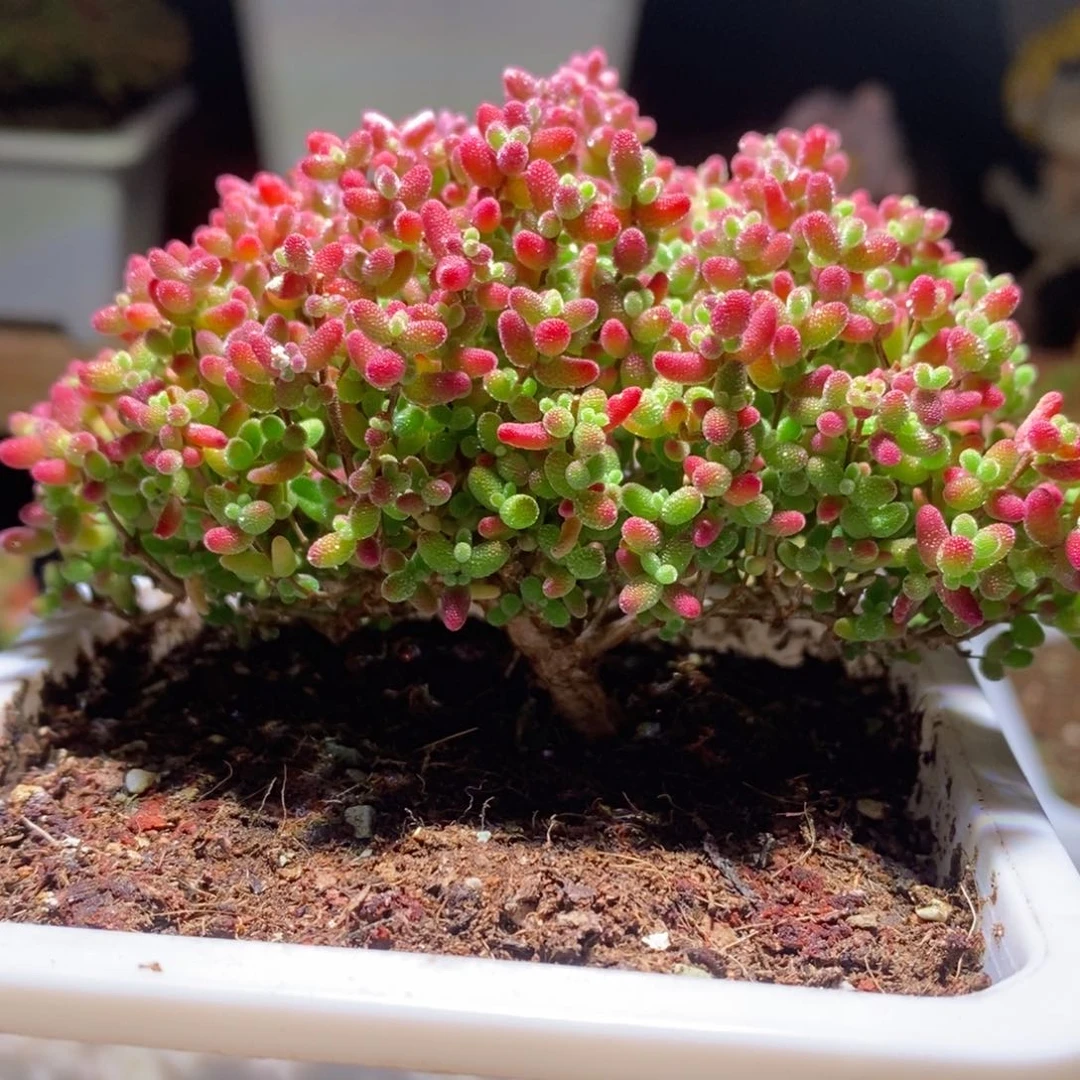 蜜橘带盆土发货一物一拍