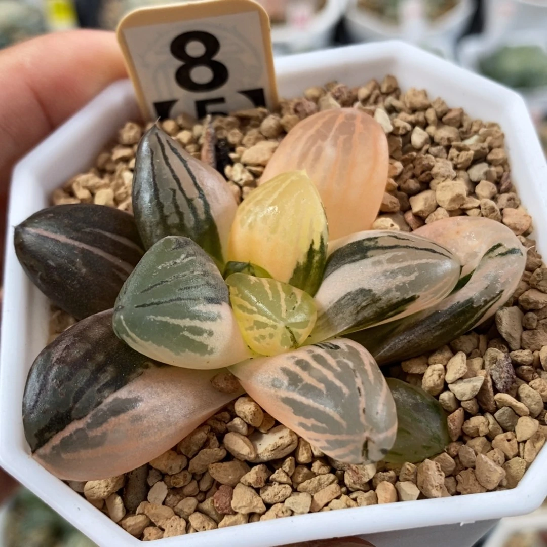 8玉潭寿锦一物一拍