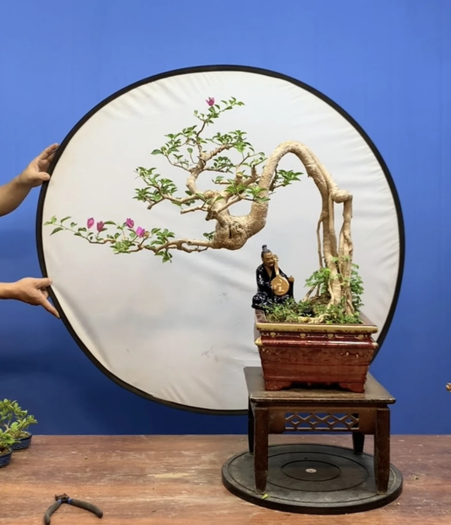 精品三角梅（一物一拍）盆景 盆栽 勤花白色黄色红色粉色冬季栽培