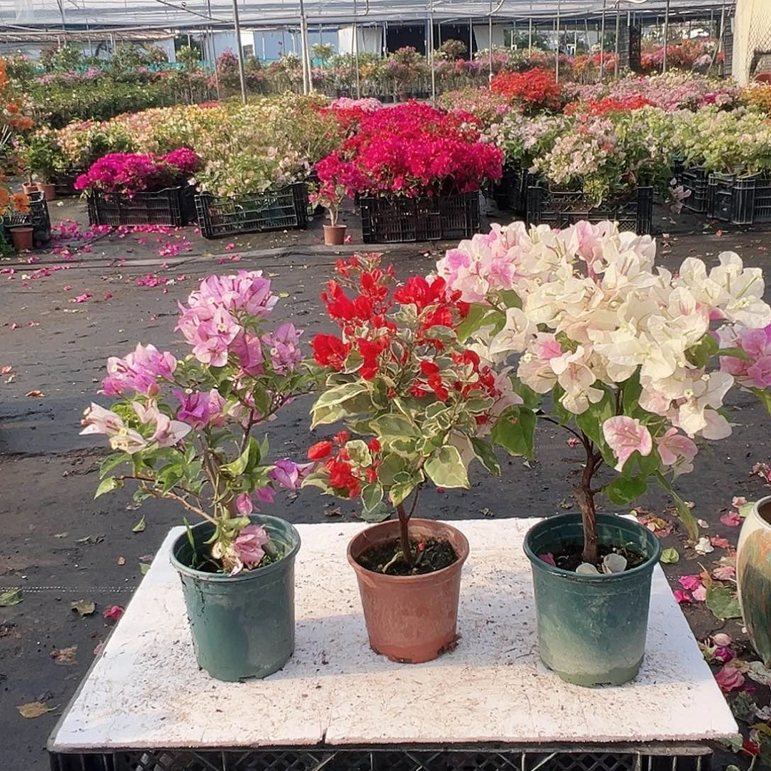 大部分花苞少量开放雪紫，孟加拉红，广红樱组合