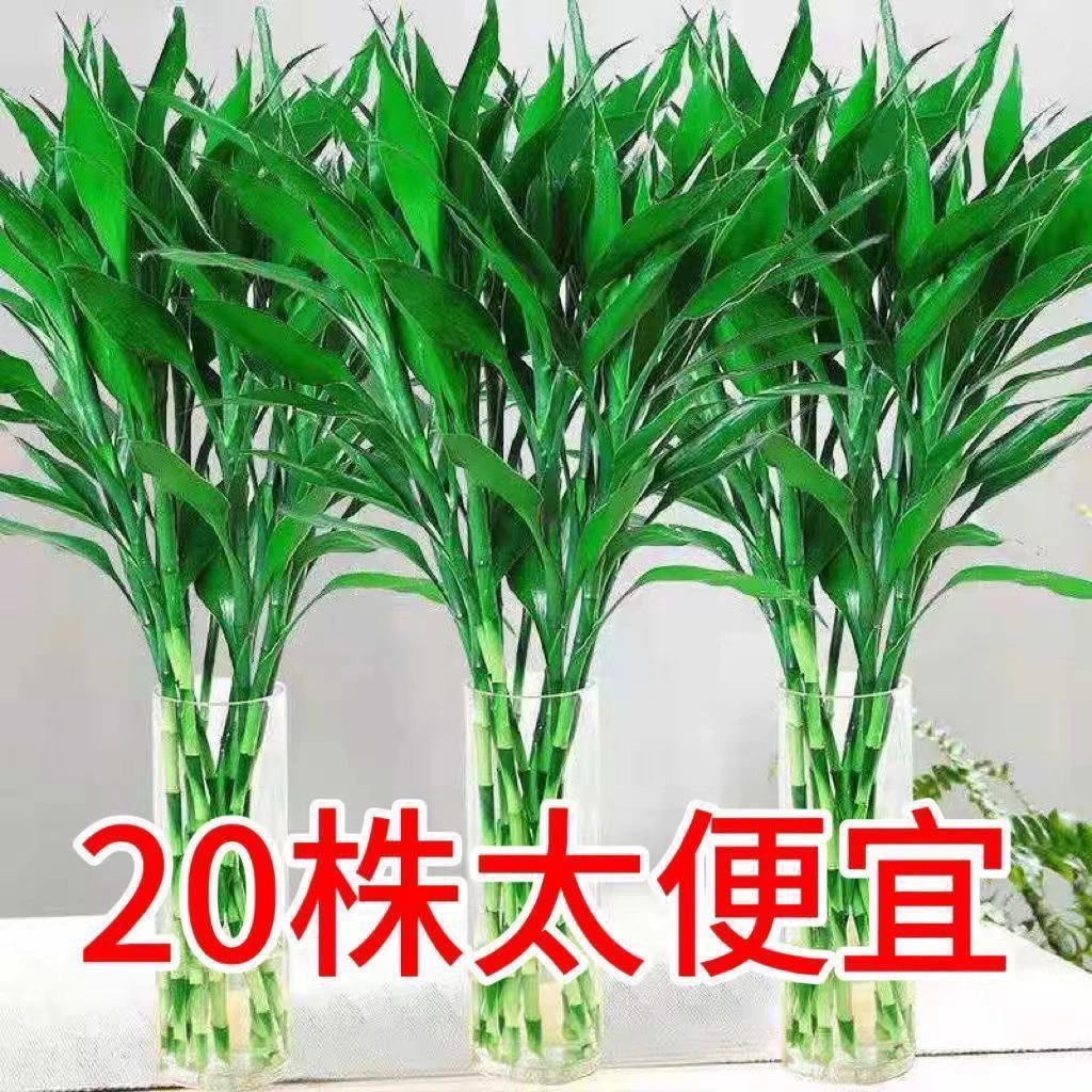 【到手20支】60-70公分富贵竹水培盆栽室内绿植花卉好养活净化空气