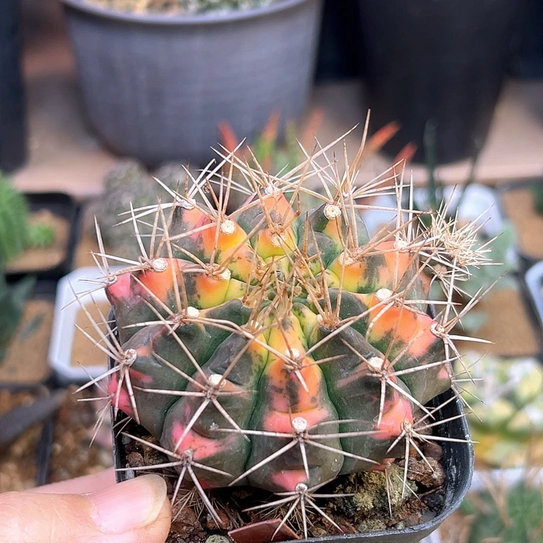 草刺翠晃冠满锦一颗