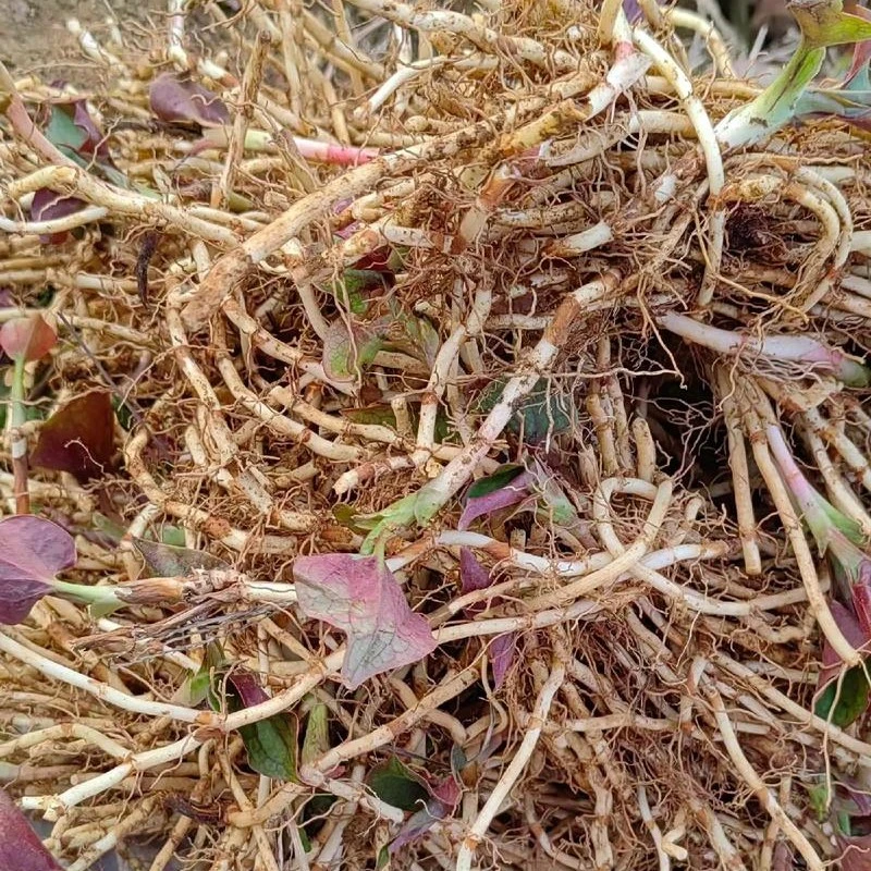 贵州山咔咔折耳根鱼腥草炒腊肉香肠凉拌现挖带泥现发