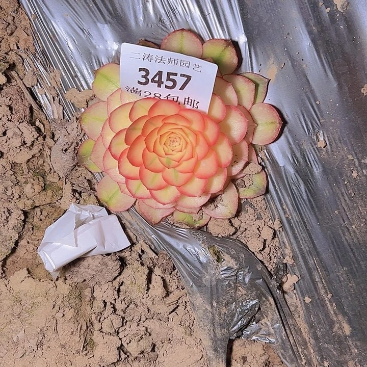 3457荔枝高锦单头多肉2号量拍