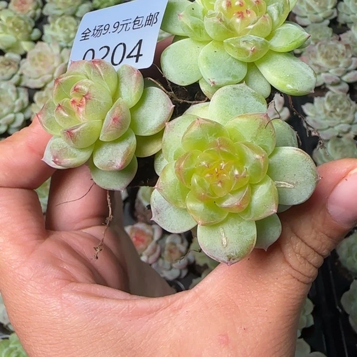 新店开播福利全场¥9.9204甜心优选