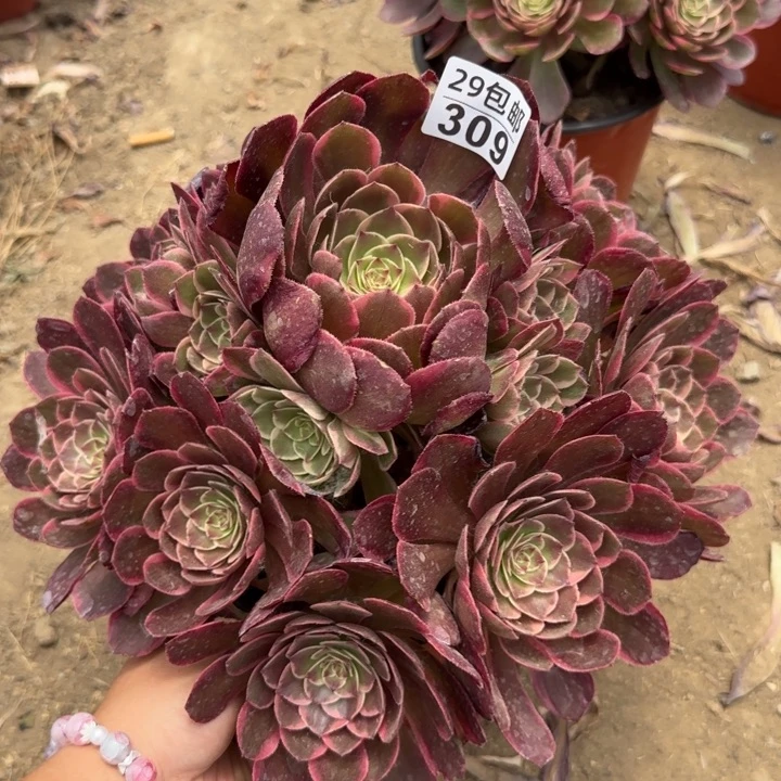 粉花妖……多肉植物……