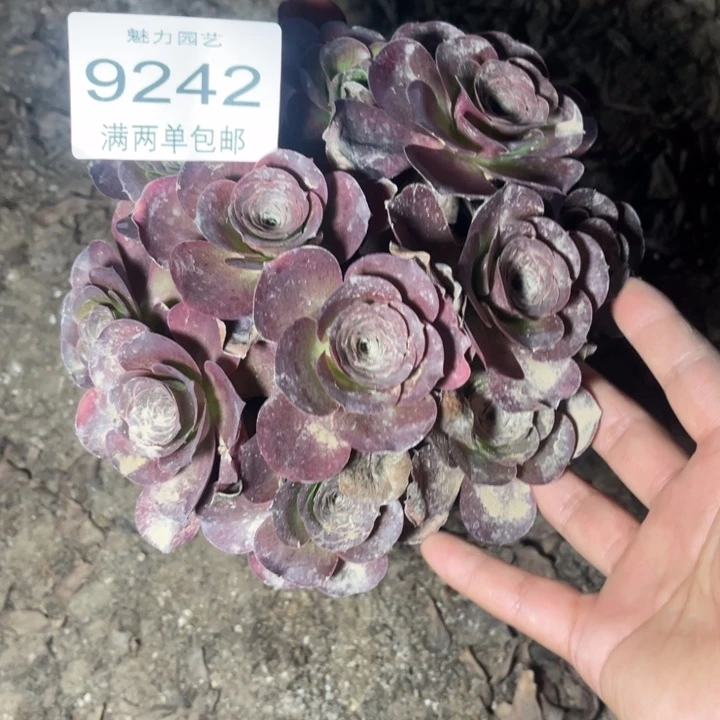 9242魅金的人多肉的