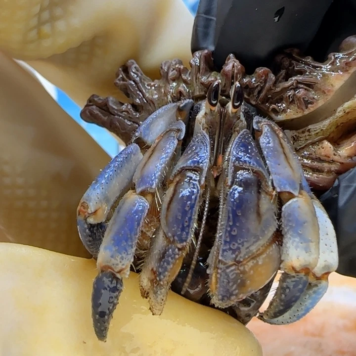 A41蓝宝石 紫陆豆1.7cm口径