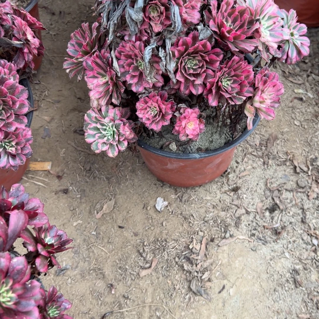 866黑同白多肉植物法师
