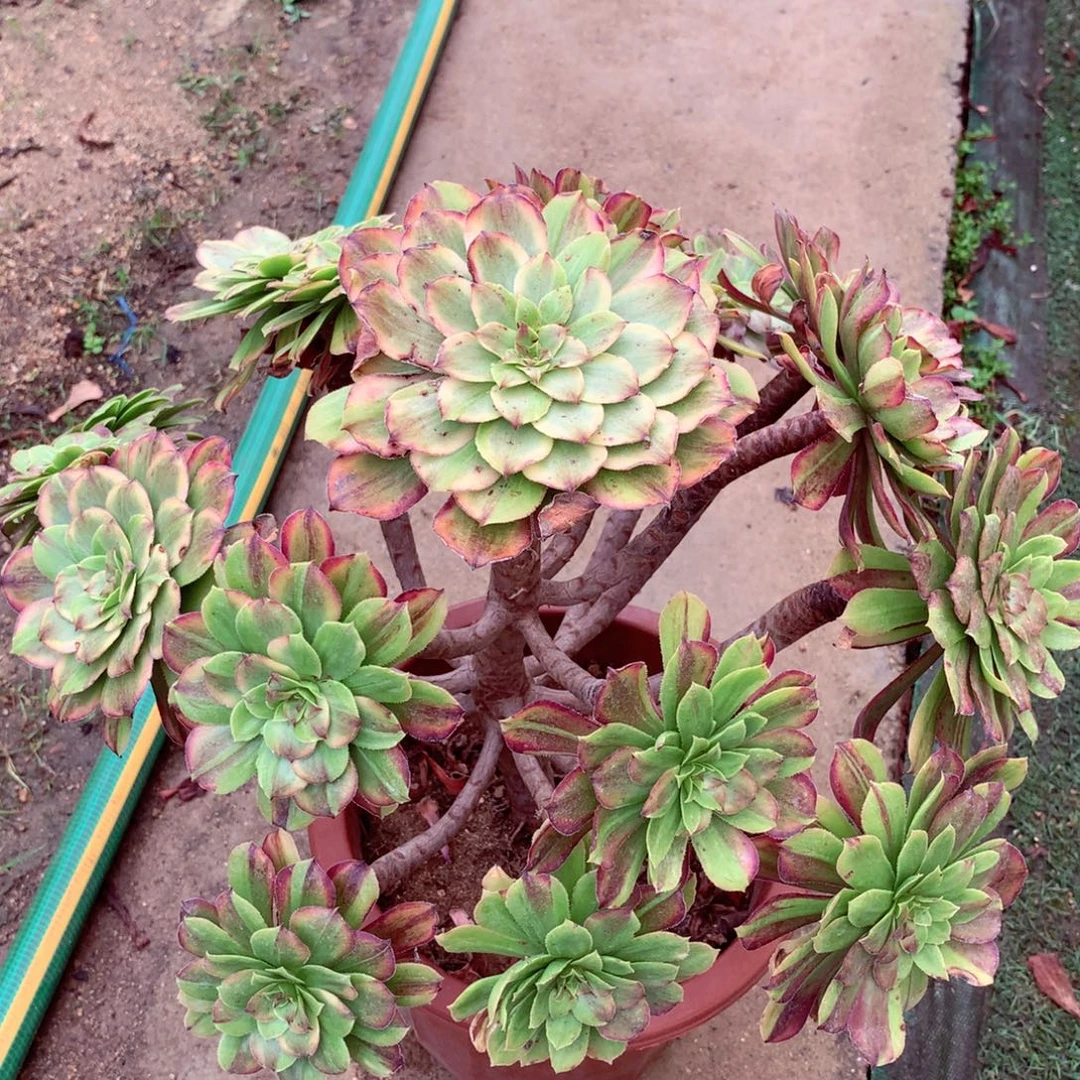 花脸粉黛，多肉植物