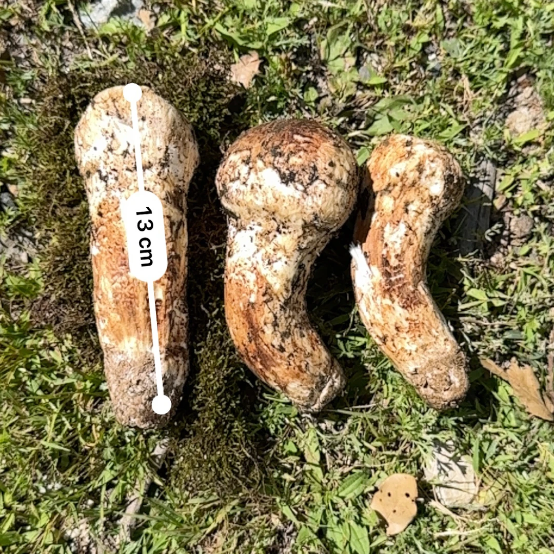 亚英村新鲜松茸9-12（送礼）