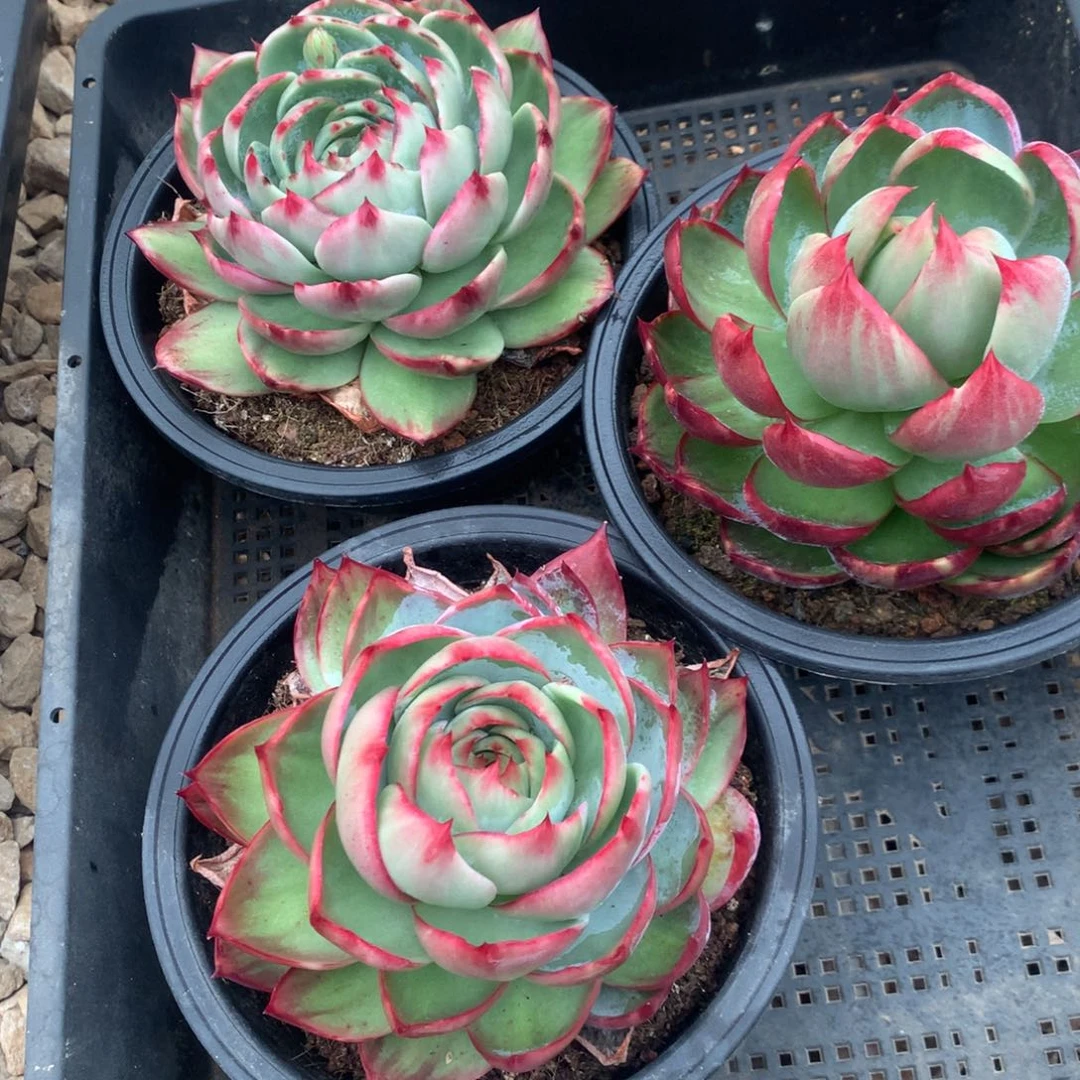 2347号多肉植物惊鸿3颗11厘米