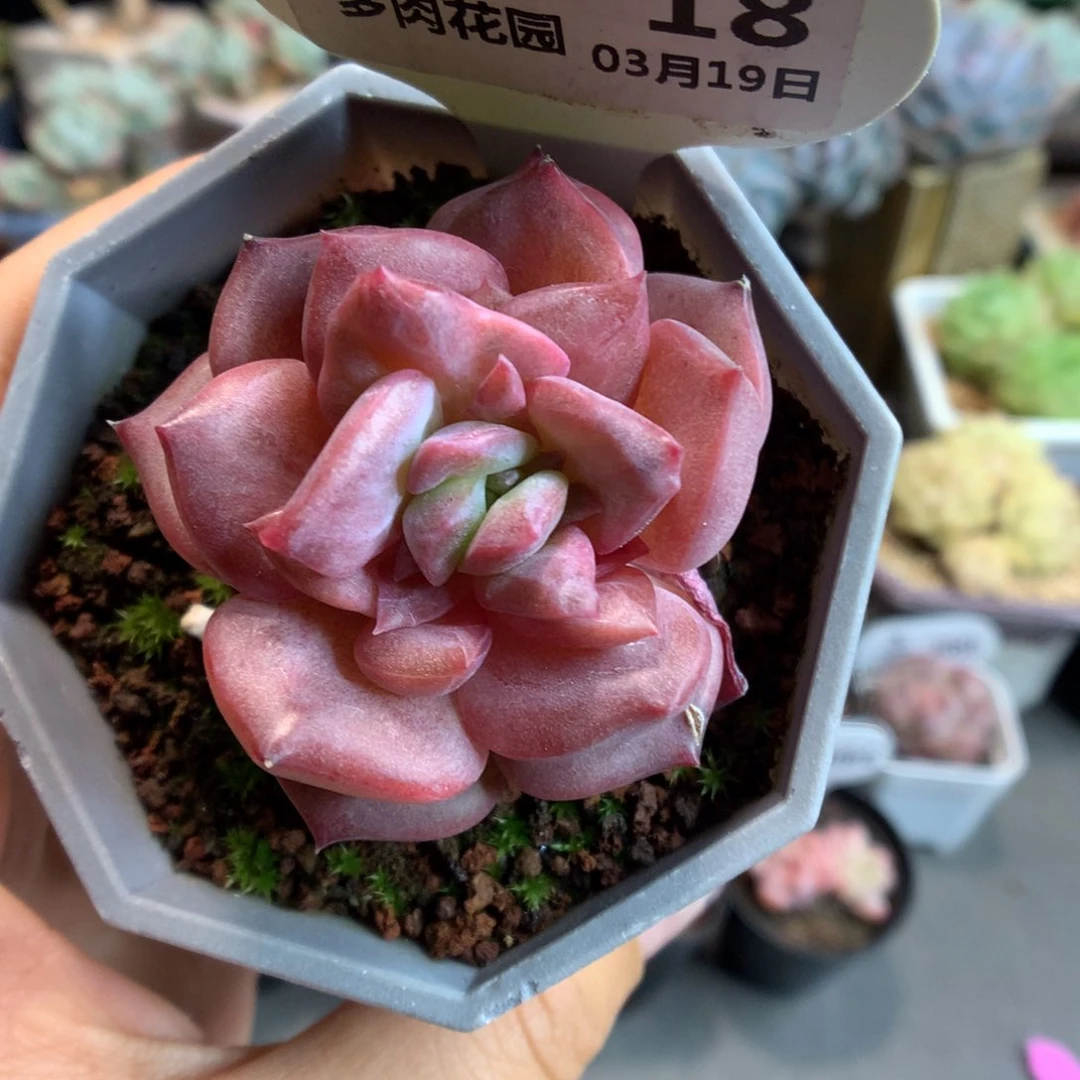 18琥珀石化多肉植物