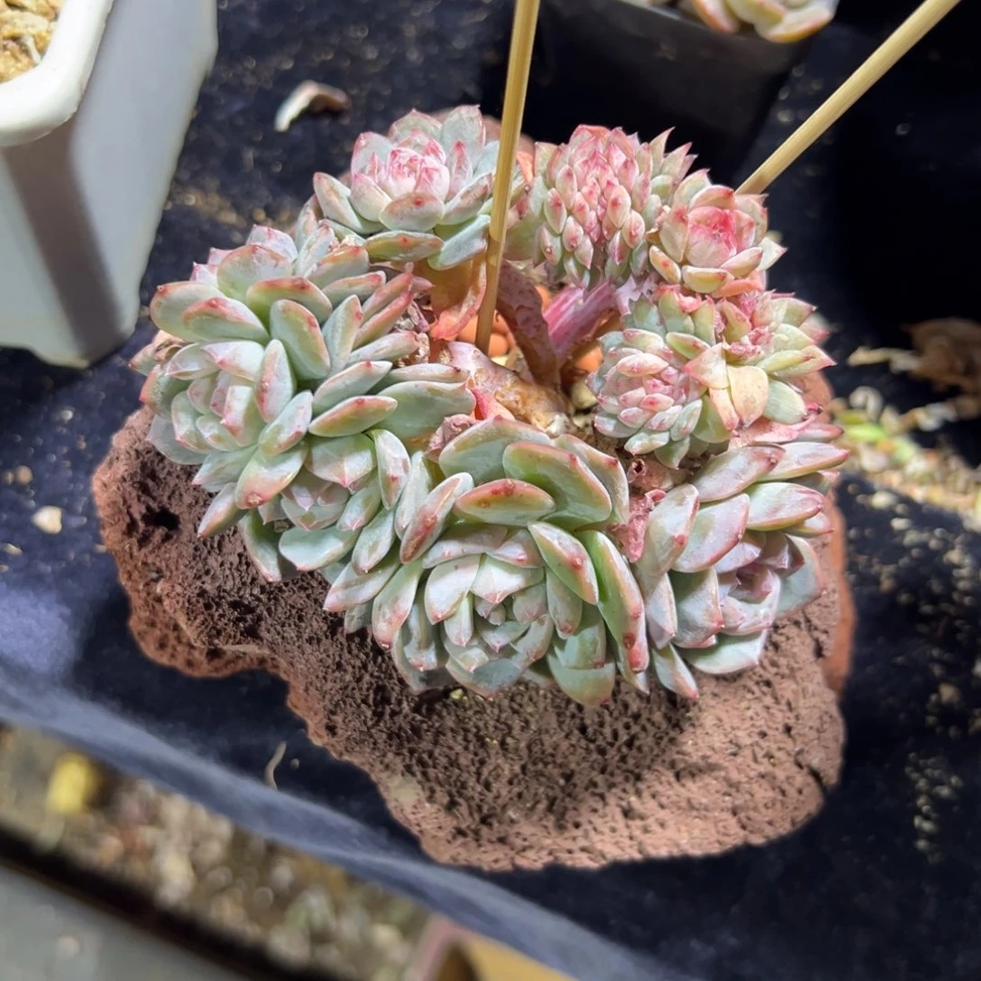 新年快乐新年快乐