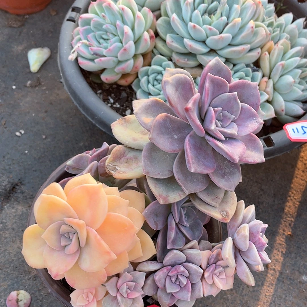 1155紫乐锦 一物一拍多肉