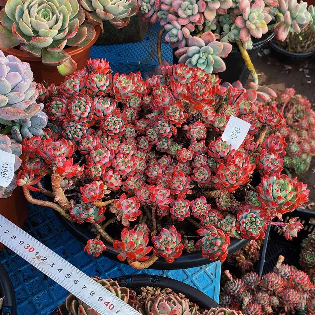 @***剑      蓝苹果多肉19003