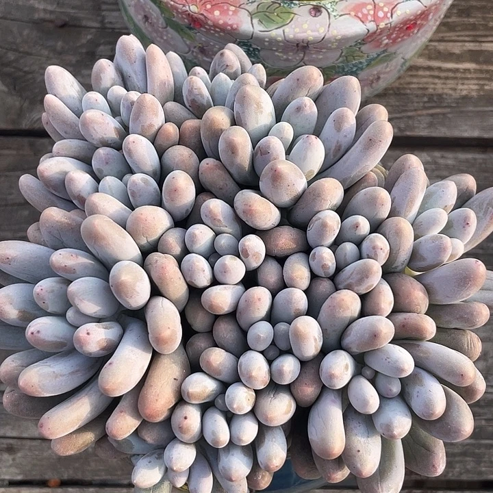 汤圆多肉植物群生
