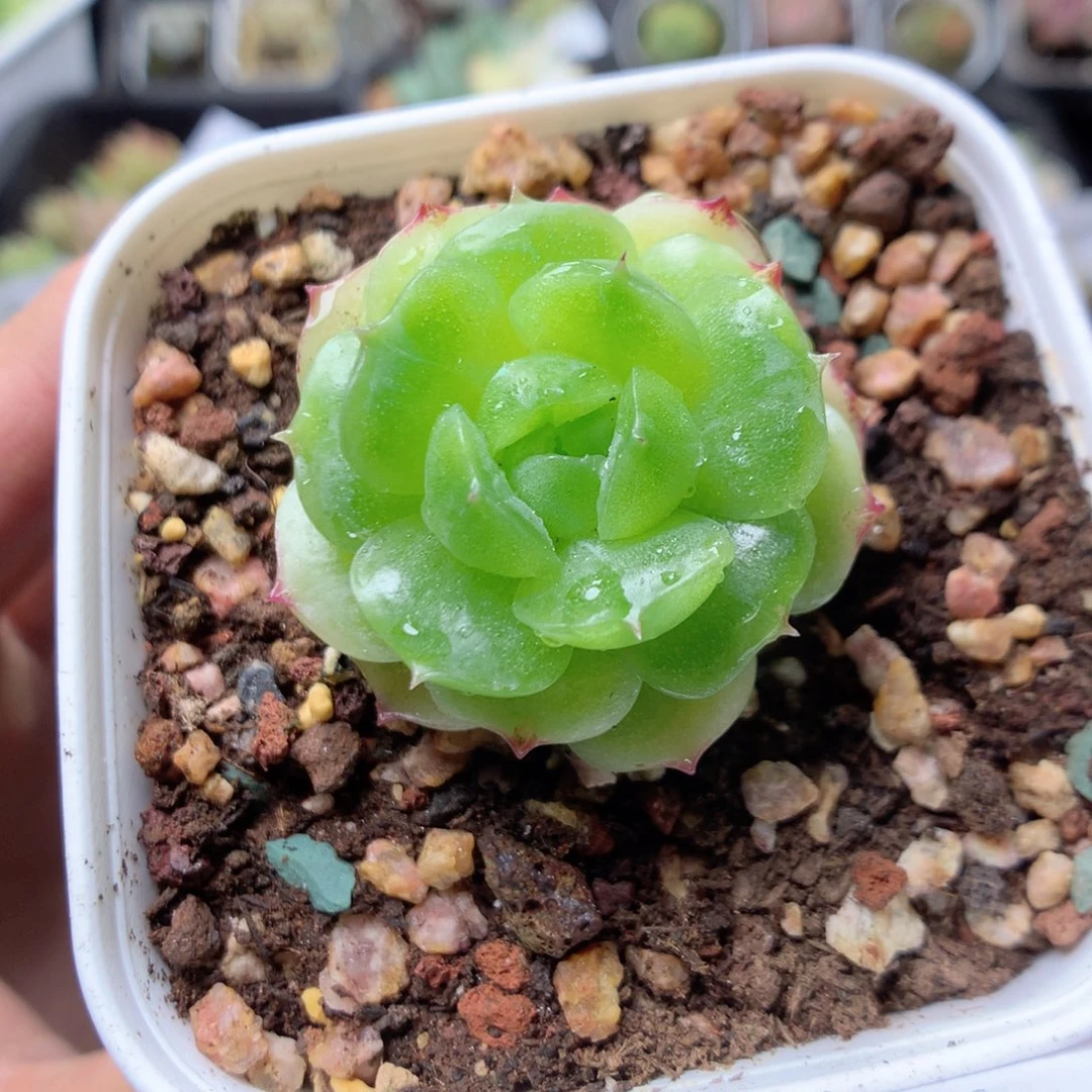 无花朵S117yyyyyyy