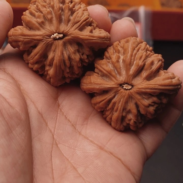 根***三核桃虎头王45尺核桃