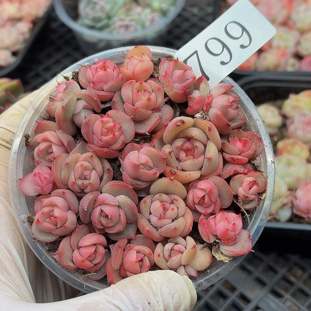 多肉植物多肉植物799