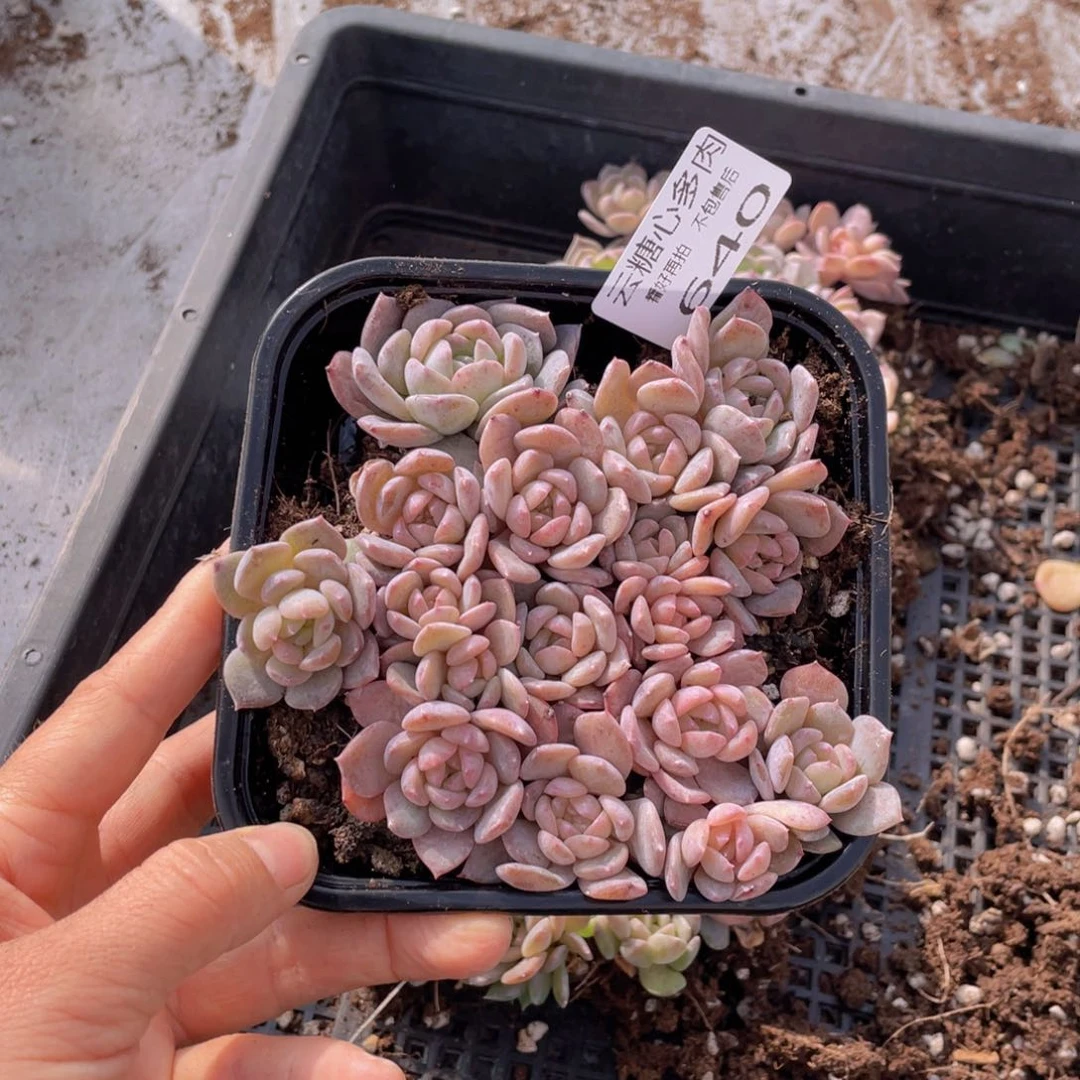 云糖心多肉植物640