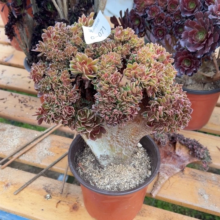 071 玫瑰缀不包断枝宽24公分