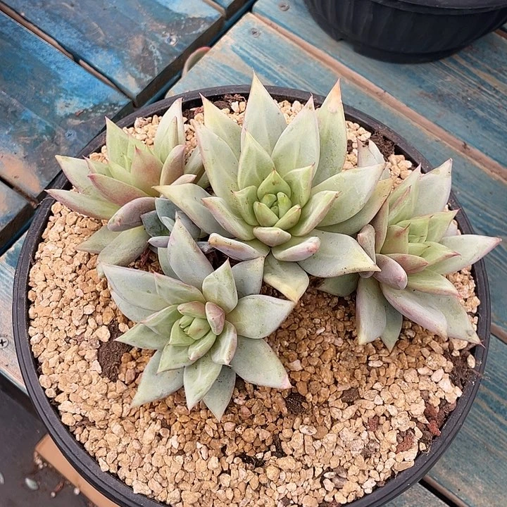 卡多肉植物多肉植物