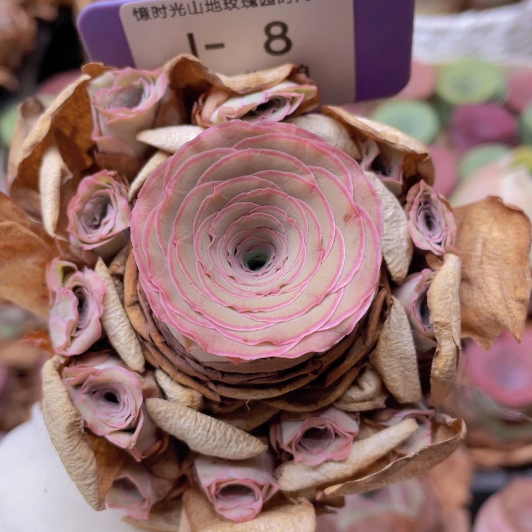 山地玫瑰J8断枝不包损不售后