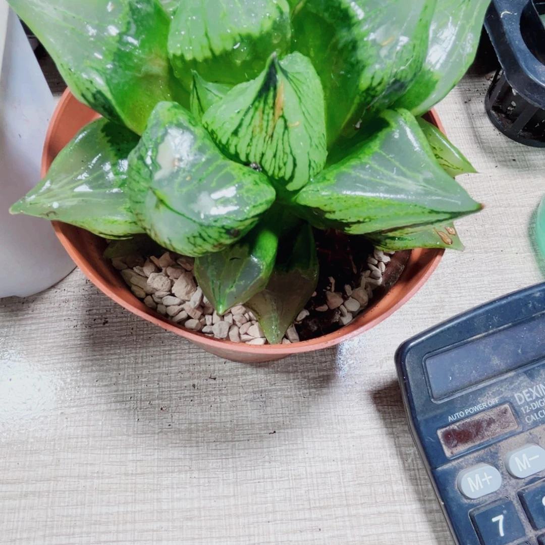 裹般若多肉植物6666