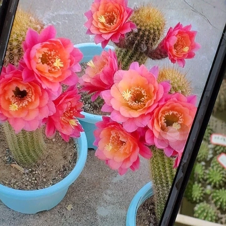 时光侧芽7公分高金妞