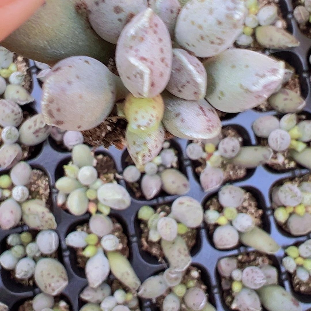 穴盘海豹3颗19包邮多肉