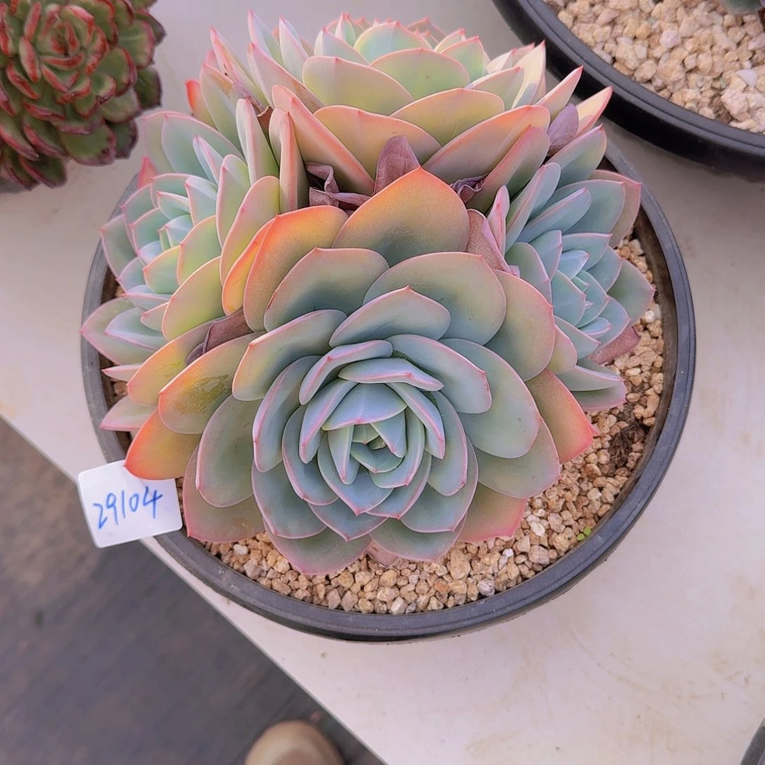 渝***.29104布鲁克林的蓝多肉植物