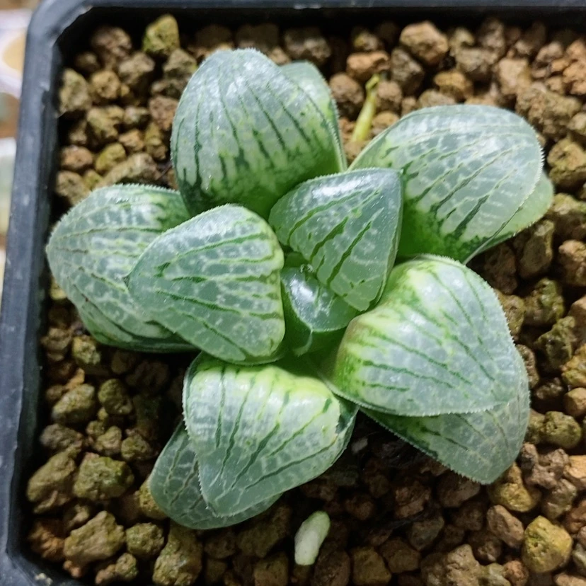 【闪购商品】40实生寿