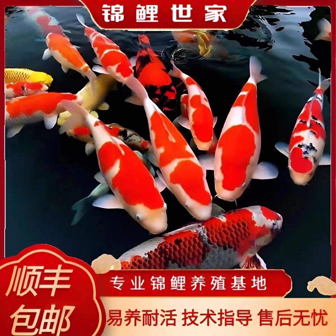 顺丰大型观赏鱼冷水淡水鱼黄金龙凤锦鲤鱼蝴蝶鲤正红白三色锦鲤