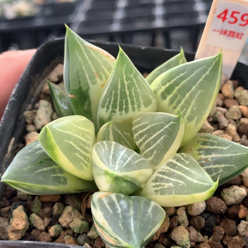 【闪购商品】459号实生