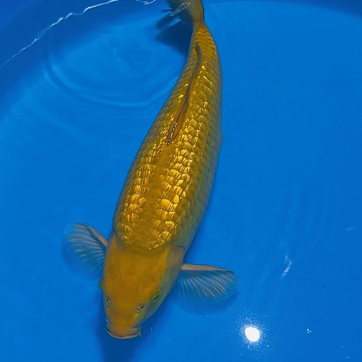 锦鲤成太郎银鳞茶鲤专拍