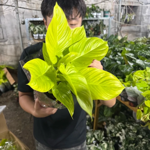 【金芙蓉】种球多年生！四季开花香味盆栽