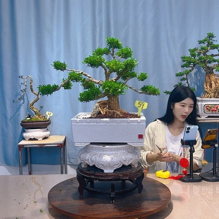无花朵广东皱皮雀舌黄杨