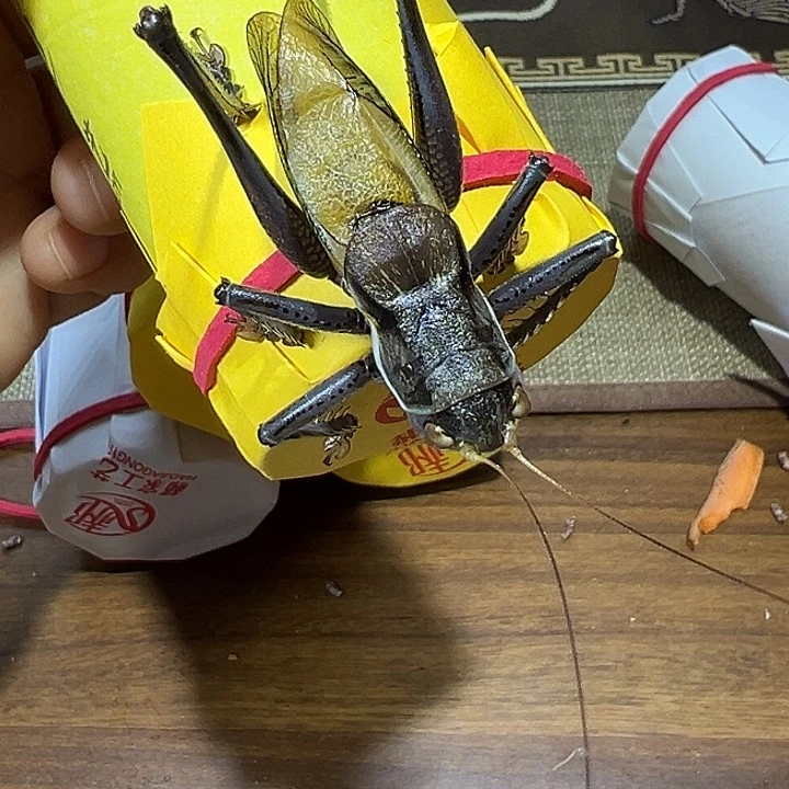 鸣虫虫具一条包邮