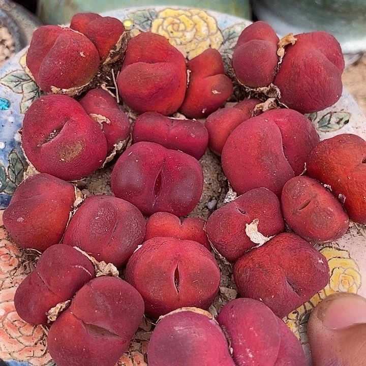 2544双头红蟠桃母本有伤一组两颗