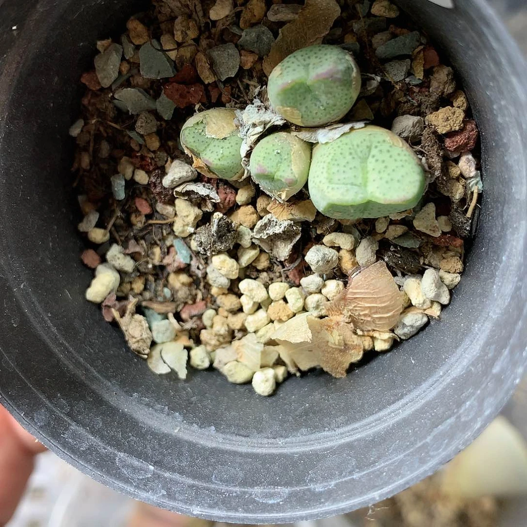 D412多肉植物保护研究所