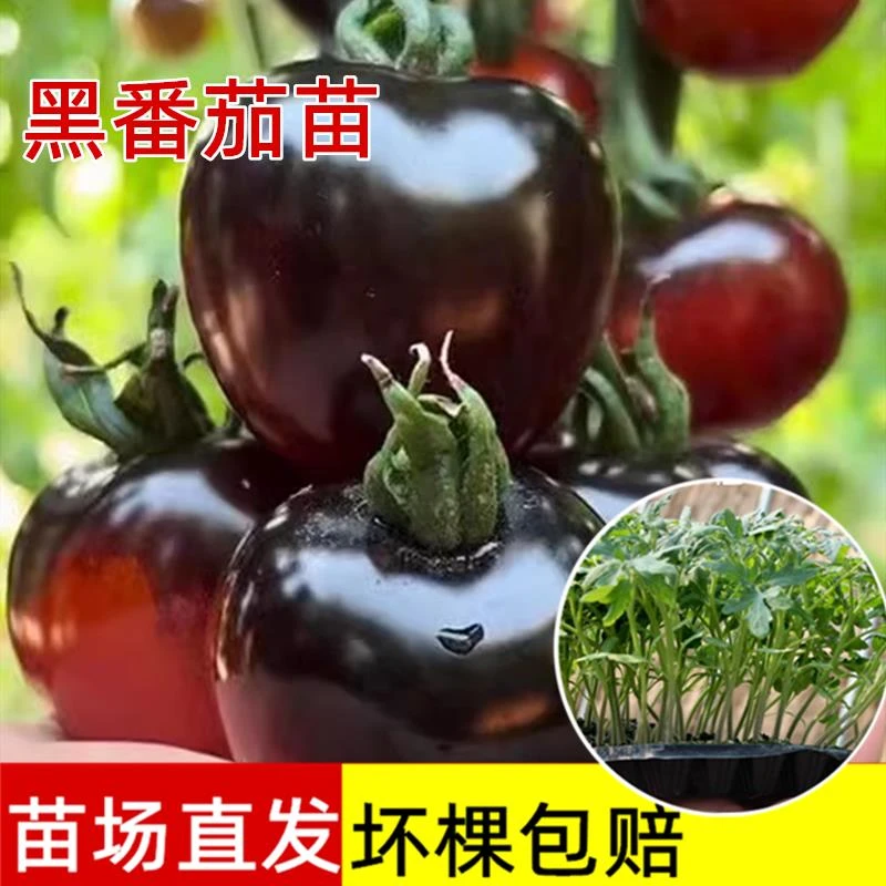 糖水炸弹黑珍珠西红柿苗秧超甜樱桃小番茄苗高产水果四季阳台盆栽
