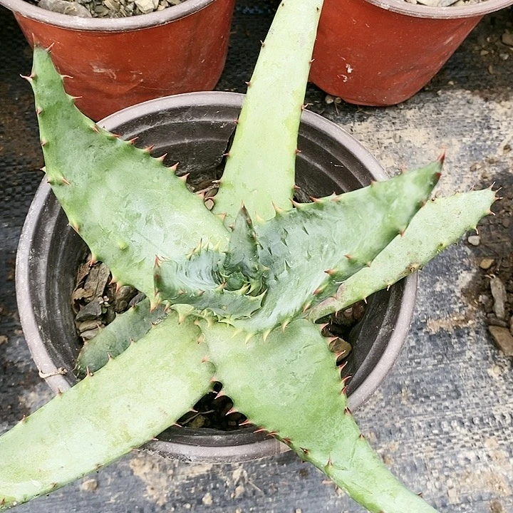 【闪购商品】无花朵好望角芦荟